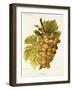 Gradiska Grape-A. Kreyder-Framed Giclee Print