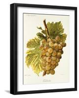 Gradiska Grape-A. Kreyder-Framed Giclee Print