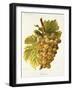 Gradiska Grape-A. Kreyder-Framed Giclee Print