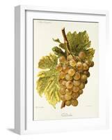 Gradiska Grape-A. Kreyder-Framed Giclee Print