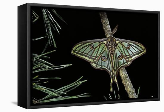 Graellsia Isabellae (Spanish Moon Moth) - Male-Paul Starosta-Framed Stretched Canvas