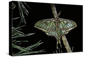 Graellsia Isabellae (Spanish Moon Moth) - Male-Paul Starosta-Stretched Canvas