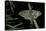 Graellsia Isabellae (Spanish Moon Moth) - Male-Paul Starosta-Stretched Canvas