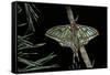 Graellsia Isabellae (Spanish Moon Moth) - Male-Paul Starosta-Framed Stretched Canvas