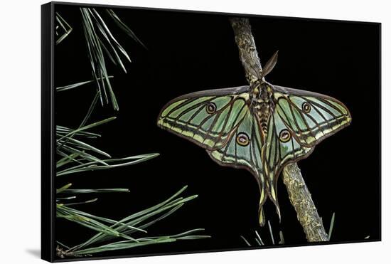 Graellsia Isabellae (Spanish Moon Moth) - Male-Paul Starosta-Framed Stretched Canvas