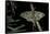 Graellsia Isabellae (Spanish Moon Moth) - Male-Paul Starosta-Framed Stretched Canvas