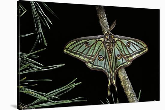 Graellsia Isabellae (Spanish Moon Moth) - Male-Paul Starosta-Stretched Canvas