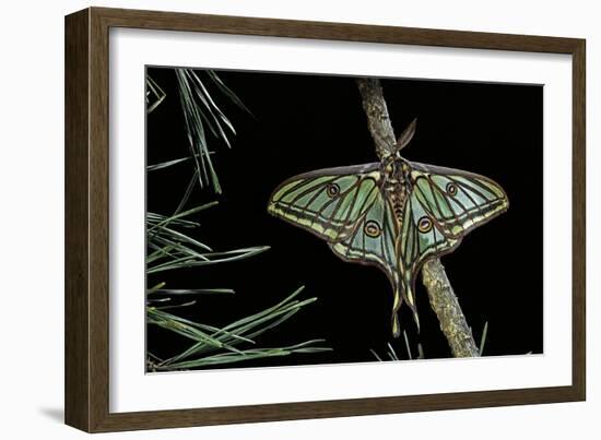 Graellsia Isabellae (Spanish Moon Moth) - Male-Paul Starosta-Framed Photographic Print