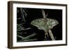 Graellsia Isabellae (Spanish Moon Moth) - Male-Paul Starosta-Framed Photographic Print