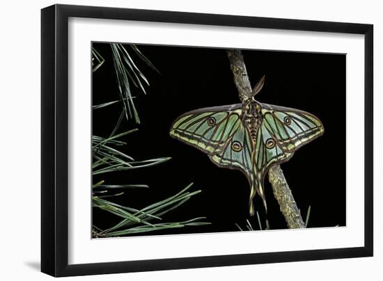 Graellsia Isabellae (Spanish Moon Moth) - Male-Paul Starosta-Framed Photographic Print