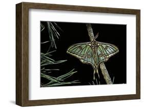 Graellsia Isabellae (Spanish Moon Moth) - Male-Paul Starosta-Framed Photographic Print