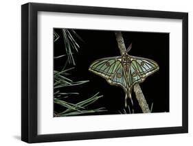 Graellsia Isabellae (Spanish Moon Moth) - Male-Paul Starosta-Framed Photographic Print