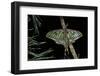 Graellsia Isabellae (Spanish Moon Moth) - Male-Paul Starosta-Framed Photographic Print