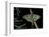 Graellsia Isabellae (Spanish Moon Moth) - Male-Paul Starosta-Framed Photographic Print