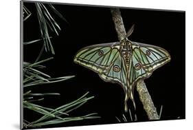 Graellsia Isabellae (Spanish Moon Moth) - Male-Paul Starosta-Mounted Photographic Print
