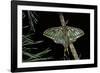 Graellsia Isabellae (Spanish Moon Moth) - Male-Paul Starosta-Framed Photographic Print