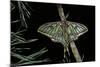 Graellsia Isabellae (Spanish Moon Moth) - Male-Paul Starosta-Mounted Photographic Print