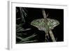 Graellsia Isabellae (Spanish Moon Moth) - Male-Paul Starosta-Framed Photographic Print