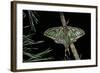 Graellsia Isabellae (Spanish Moon Moth) - Male-Paul Starosta-Framed Photographic Print