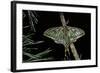 Graellsia Isabellae (Spanish Moon Moth) - Male-Paul Starosta-Framed Photographic Print