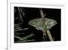 Graellsia Isabellae (Spanish Moon Moth) - Male-Paul Starosta-Framed Photographic Print