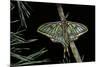 Graellsia Isabellae (Spanish Moon Moth) - Male-Paul Starosta-Mounted Photographic Print