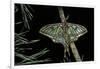Graellsia Isabellae (Spanish Moon Moth) - Male-Paul Starosta-Framed Photographic Print