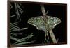 Graellsia Isabellae (Spanish Moon Moth) - Male-Paul Starosta-Framed Photographic Print