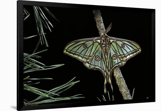 Graellsia Isabellae (Spanish Moon Moth) - Male-Paul Starosta-Framed Photographic Print