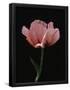 Essential Black
