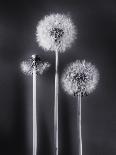 Dandelions-Graeme Harris-Framed Photographic Print