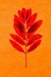 Rowan Leaves-Graeme Harris-Giclee Print