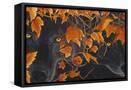 Canvas Black