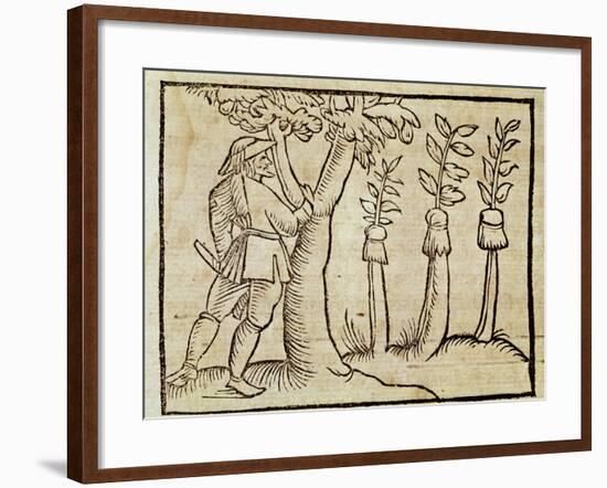 Grafting the Trees from De Agricoltura Vulgare-null-Framed Giclee Print