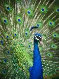 Screaming peacock-Grafton Smith-Framed Photographic Print