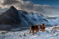 Highland Cow Next To Road Above Malham, Yorkshire, Winter-Graham Eaton-Photographic Print