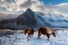 Highland Cow Next To Road Above Malham, Yorkshire, Winter-Graham Eaton-Framed Photographic Print