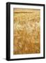 Grain, barley, grain field, summer-Nora Frei-Framed Photographic Print