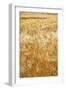 Grain, barley, grain field, summer-Nora Frei-Framed Photographic Print