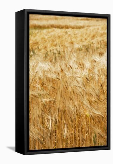 Grain, barley, grain field, summer-Nora Frei-Framed Stretched Canvas