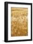 Grain, barley, grain field, summer-Nora Frei-Framed Photographic Print