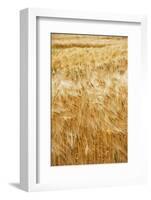 Grain, barley, grain field, summer-Nora Frei-Framed Photographic Print