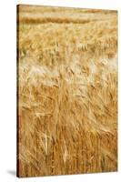 Grain, barley, grain field, summer-Nora Frei-Stretched Canvas