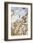 Grain, Barley, Low Angle View, Summer-Nora Frei-Framed Photographic Print