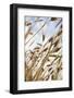 Grain, Barley, Low Angle View, Summer-Nora Frei-Framed Photographic Print