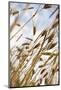 Grain, Barley, Low Angle View, Summer-Nora Frei-Mounted Photographic Print