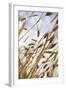Grain, Barley, Low Angle View, Summer-Nora Frei-Framed Photographic Print