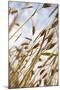 Grain, Barley, Low Angle View, Summer-Nora Frei-Mounted Photographic Print