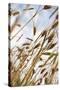 Grain, Barley, Low Angle View, Summer-Nora Frei-Stretched Canvas