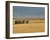 Grain Barn on Wheat Farm in Rosebud, Alberta, Canada-Walter Bibikow-Framed Premium Photographic Print